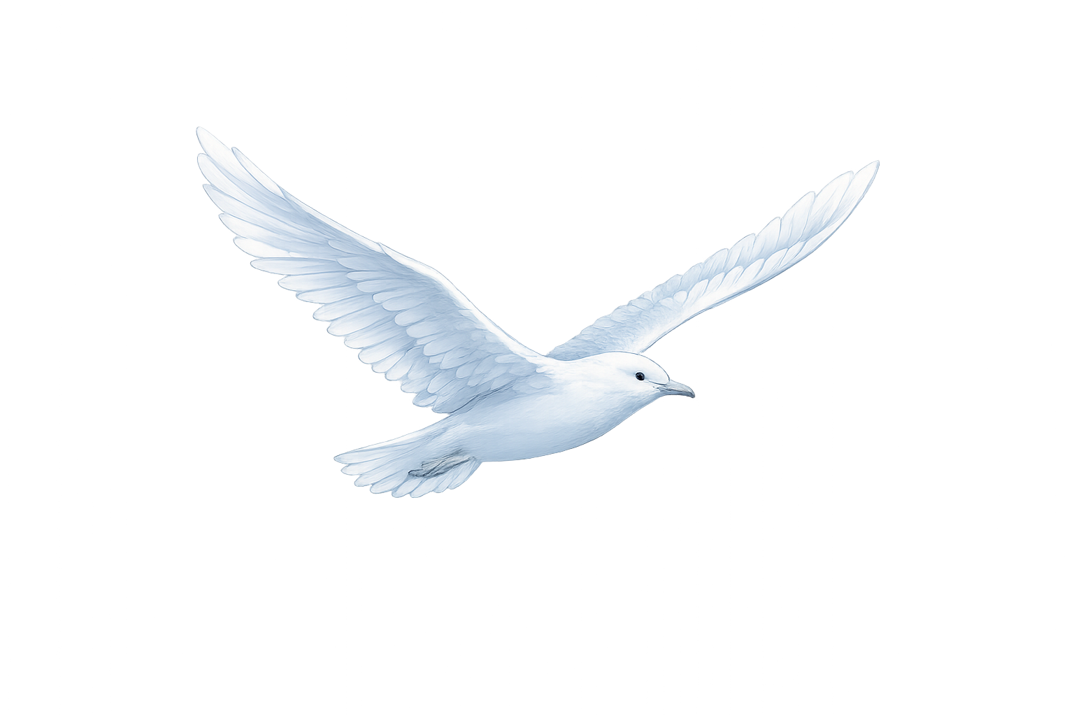 Een vliegende meeuw